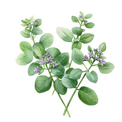 Oregano (Yes, it has small flowers!) ,illustration watercolor