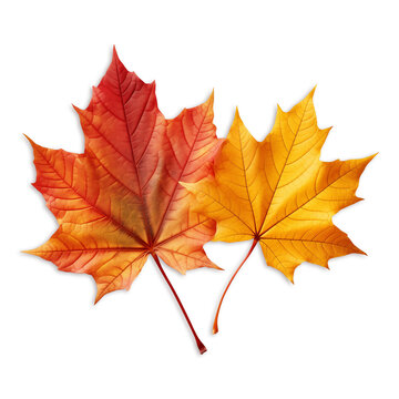 Maple leaves isolated on transparent or white background, png