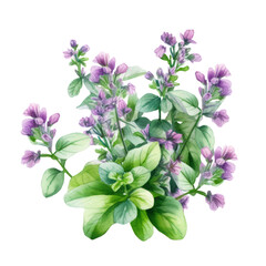  Oregano (Yes, it has small flowers!) ,illustration watercolor
