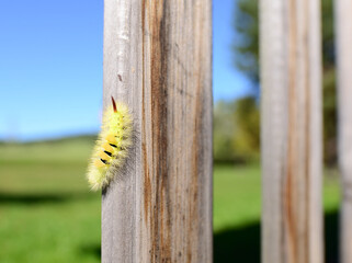 Szczotecznica szarawka na belce