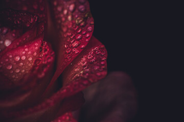 Beautiful pink rose with dew drops, background with rose