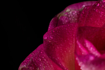 Beautiful pink rose with dew drops, background with rose