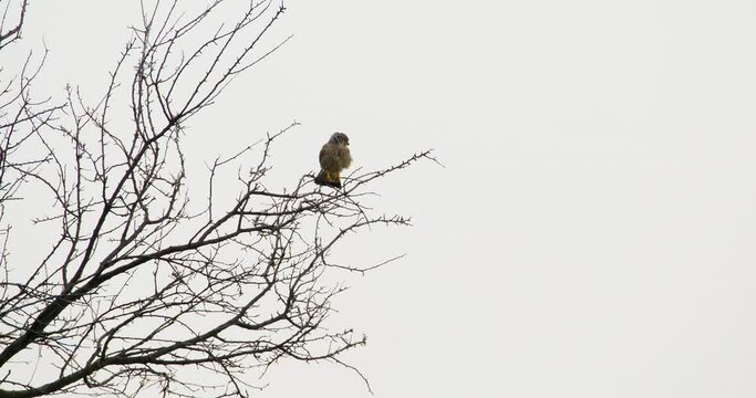 A common kestrel perched on a bare tree branch on treetop against bright sky