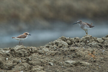 little-ringed plover charadrius dubius and common sandpiper actitis hypoleucos face to face on dirt, natural bokeh background