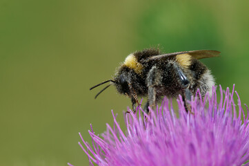 Closeup on the Buff-tailed bumblebee,Bombus terrestris, sitting on a purple thistle flower