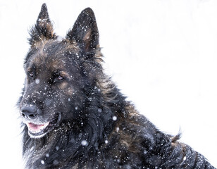 portrait of a german  shepherd dog in snow