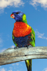 Rainbow lorikeet Latin name Trichoglossus haematodus
