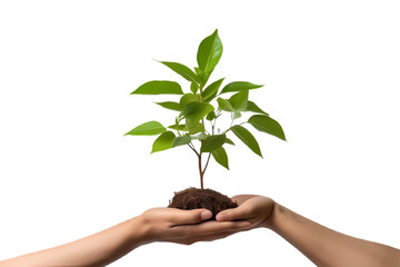 plant in hands isolated o the transperent background