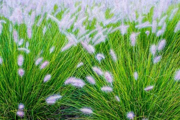 wildflowers, grass summer field