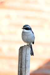 closeup the small grey white wagtail birds sitting and holding on drilled bamboo tree branch soft focus natural brown background.