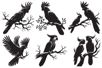 Set of Black cockatoo sitting on a branch of a tree vector illustration © Arman
