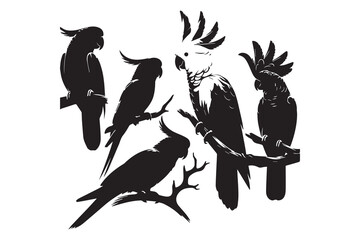 Set of Black cockatoo sitting on a branch of a tree vector illustration © Arman