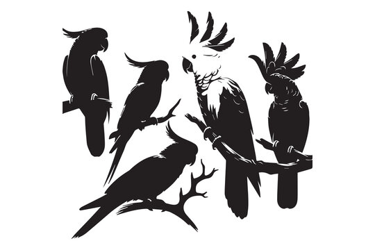 Set of Black cockatoo sitting on a branch of a tree vector illustration
