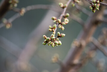 Close-up of cherry tree buds emerging in early spring.