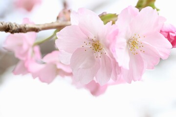 Fototapeta premium 桜のクローズアップ
