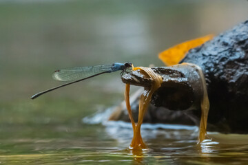 blue damselfly Pseudagrion pruinosum on a dried leaf over riverside, natural bokeh background