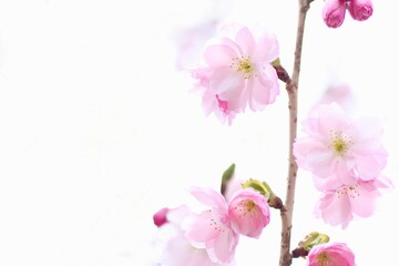 Fototapeta na wymiar 桜のクローズアップ