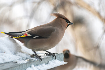 Bohemian Waxwing (Bombycilla garrulus) on a branch	
