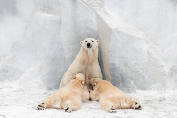 Polar Bear mom feeding twins cubs.	