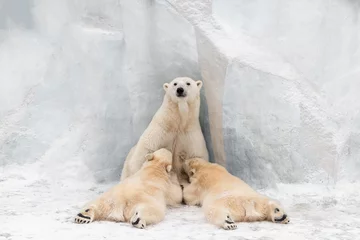 Keuken spatwand met foto Polar Bear mom feeding twins cubs.  © fizke7