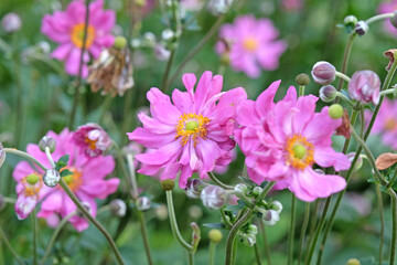 Obraz premium Bright pink Japanese anemone 'Prinz Heinrich' in flower.
