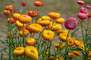 Orange and red Xerochrysum also know as strawflower or golden everlasting in flower.
