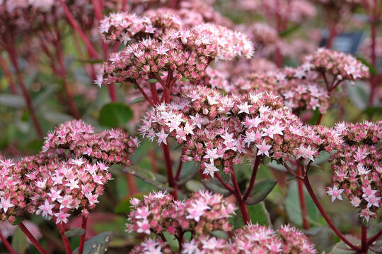 Pink and cream Sedum stonecrop Hylotelephium 'Matrona' in flower.