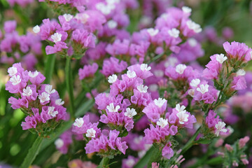 Pink Limonium platyphyllum, also called Sea Lavender, marsh rosemary, or statice, in flower.