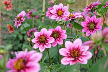 Obraz premium Pink and purple collarette Dahlia ÔSkyfallÕ in flower.