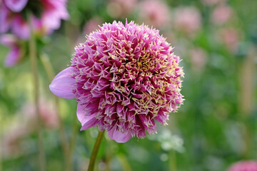 Pink, purple and yellow anemone Dahlia 'Fenna Baaij' in flower.