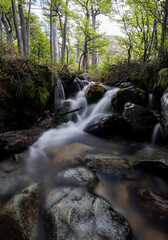 Stream running through the Forest