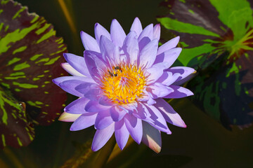 Closeup of Gorgeous Blooming Purple Blue Water Lily with Two Honey Bees Collecting Nectar