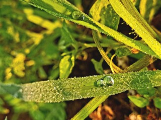 Dew drops on grass leaf in morning sunlight