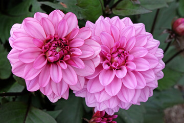 Lilac purple decorative dahlia 'Melissa Anna Marijke' in flower.