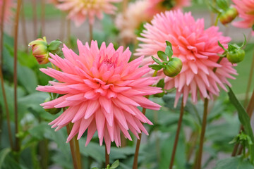 Coral pink cactus dahlia 'polventon phyllisÕ in flower. © Alexandra