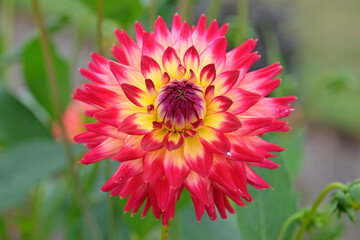 Bright pink and yellow cactus dahlia 'polventon fireballÕ in flower.