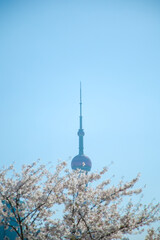 Pudong New Area, Shanghai-urban architecture against the backdrop of cherry blossoms