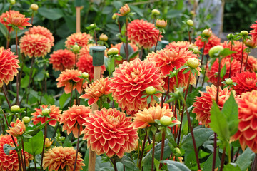 Red and yellow decorative Dahlia 'Bettina Verbeek'  in flower.