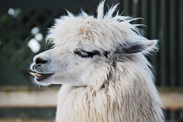 white alpaca with with crooked teeth portrait