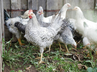 Group young hens and cockerels gray, white, red are walking in rural yard, pecking at food