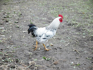 Domestic gray rooster walks, looking for food in rural yard