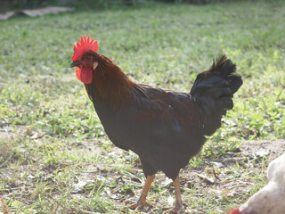 Domestic rooster walks, looking for food in rural yard