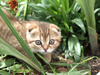 Close-up small domestic lop-eared ginger kitten of British breed look out of tall green grass