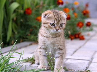 Cute tabby kitten sits on concrete tile against the background of flower bed