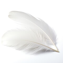 a white feather on a white background