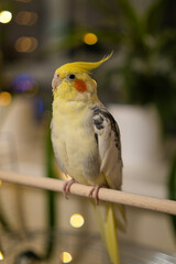 Yellow cockatiel parrot.Cute cockatiel.Home pet parrot.The best cockatiel.Beautiful photo of a bird.Ornithology.Funny parrot.Cockatiel parrot.
Home pet yellow bird.Beautiful feathers.Love for animals