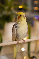 Yellow cockatiel parrot.Cute cockatiel.Home pet parrot.The best cockatiel.Beautiful photo of a bird.Ornithology.Funny parrot.Cockatiel parrot.
Home pet yellow bird.Beautiful feathers.Love for animals