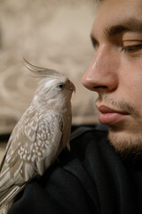 parrot sitting on head.Cute cockatiel.Home pet parrot.The best cockatiel.Beautiful photo of a...