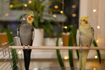 Beautiful photo of a bird.Funny parrot.Cockatiel parrot.
Home pet yellow bird.Beautiful...