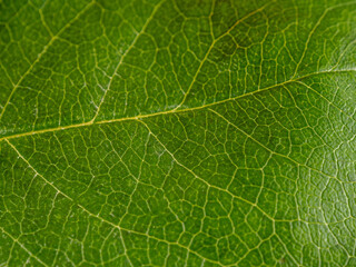 green juicy bright leaf of a home plant